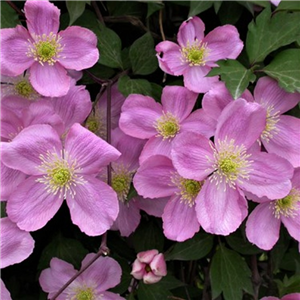 Clematis montana Tetrarose 3L
