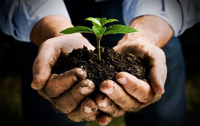 Planting