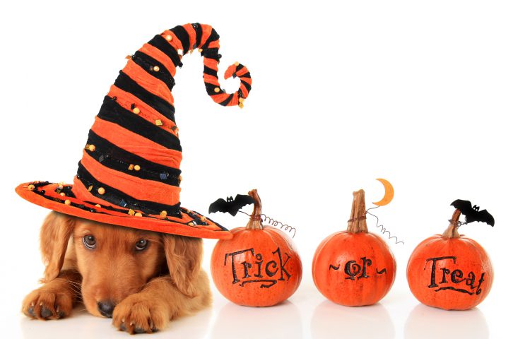 Halloween Dog in Hat
