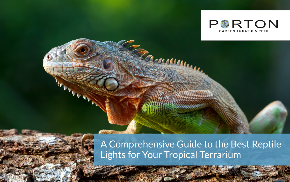 A Comprehensive Guide to the Best Reptile Lights for Your Tropical Terrarium