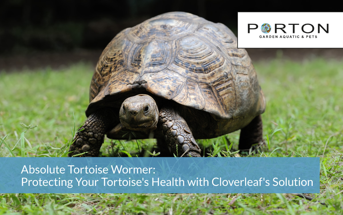 Absolute Tortoise Wormer: Protecting Your Tortoise's Health with Cloverleaf's Solution