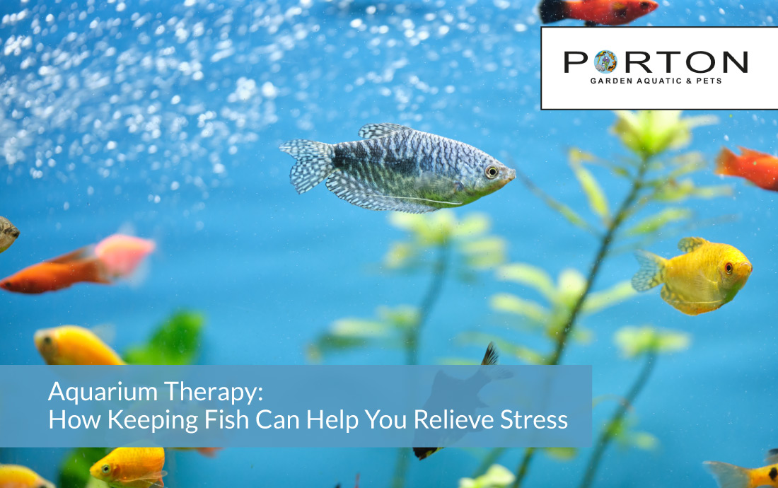 Aquarium Therapy: How Keeping Fish Can Help You Relieve Stress