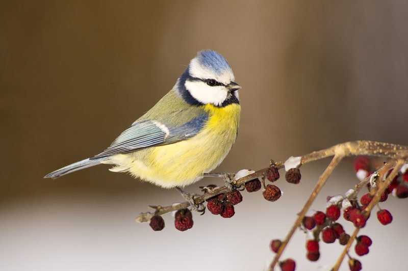 Blue Tit