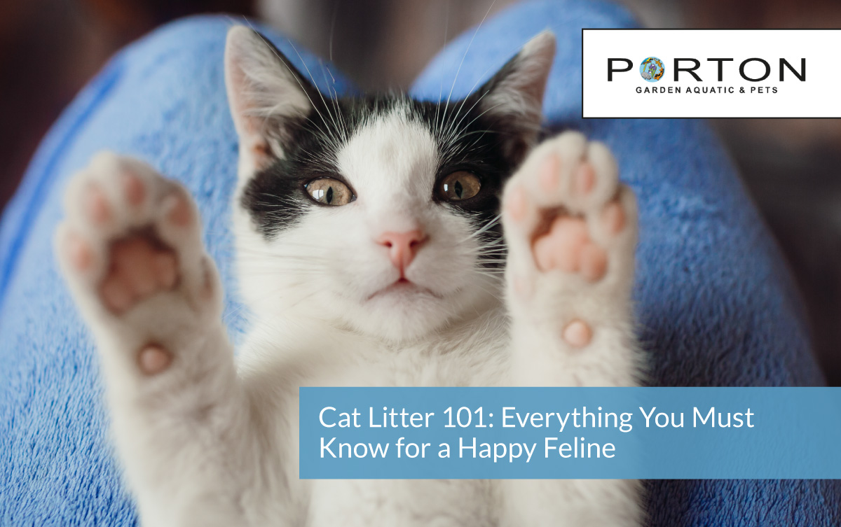 Cat Litter 101: Everything You Must Know for a Happy Feline