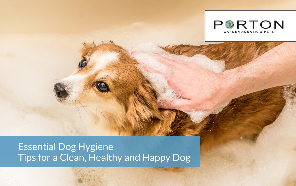 Essential Dog Hygiene Tips for a Clean, Healthy and Happy Dog