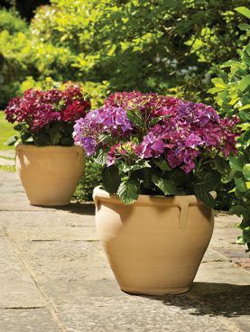 New Pots And Planters Himalya