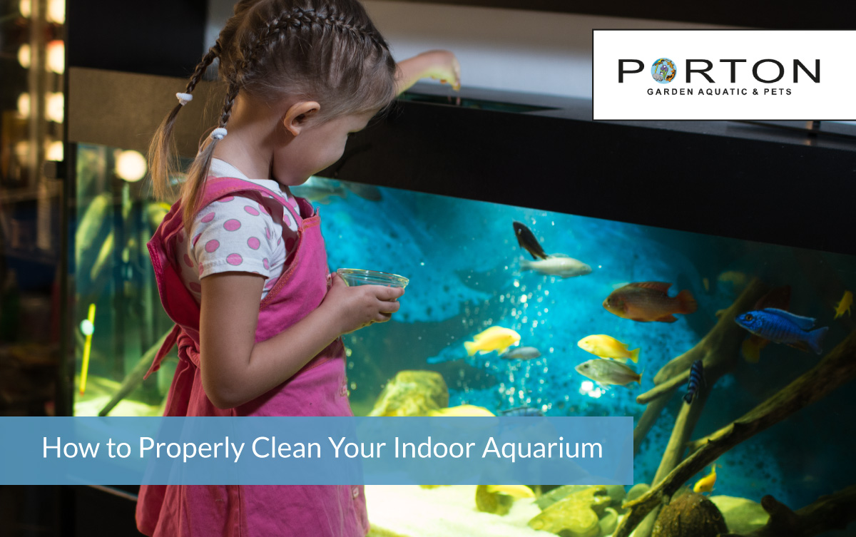 How to Properly Clean Your Indoor Aquarium