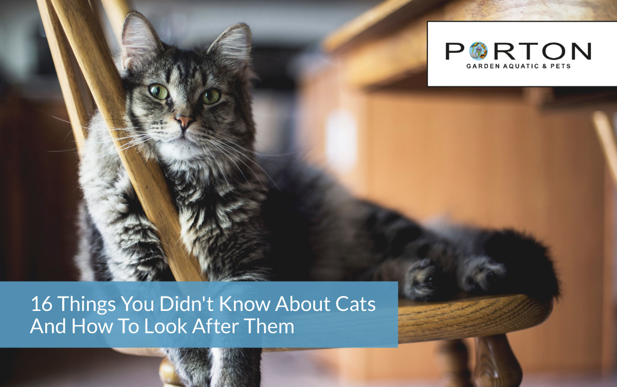 16 things you didn't know about cats - PortonAquaPet UK