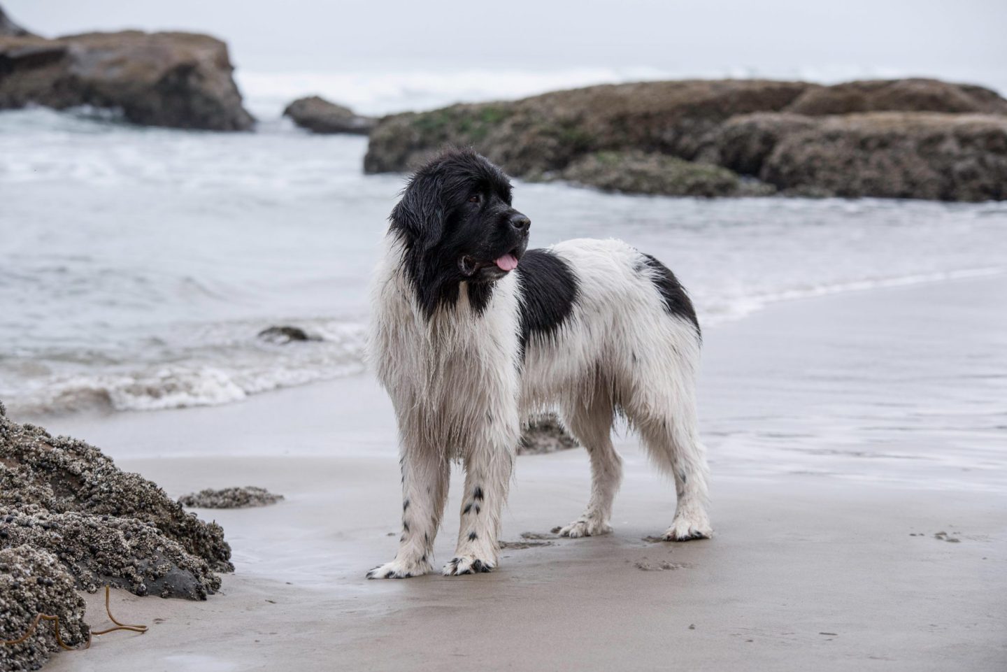 Small-bernese-mountain-dog