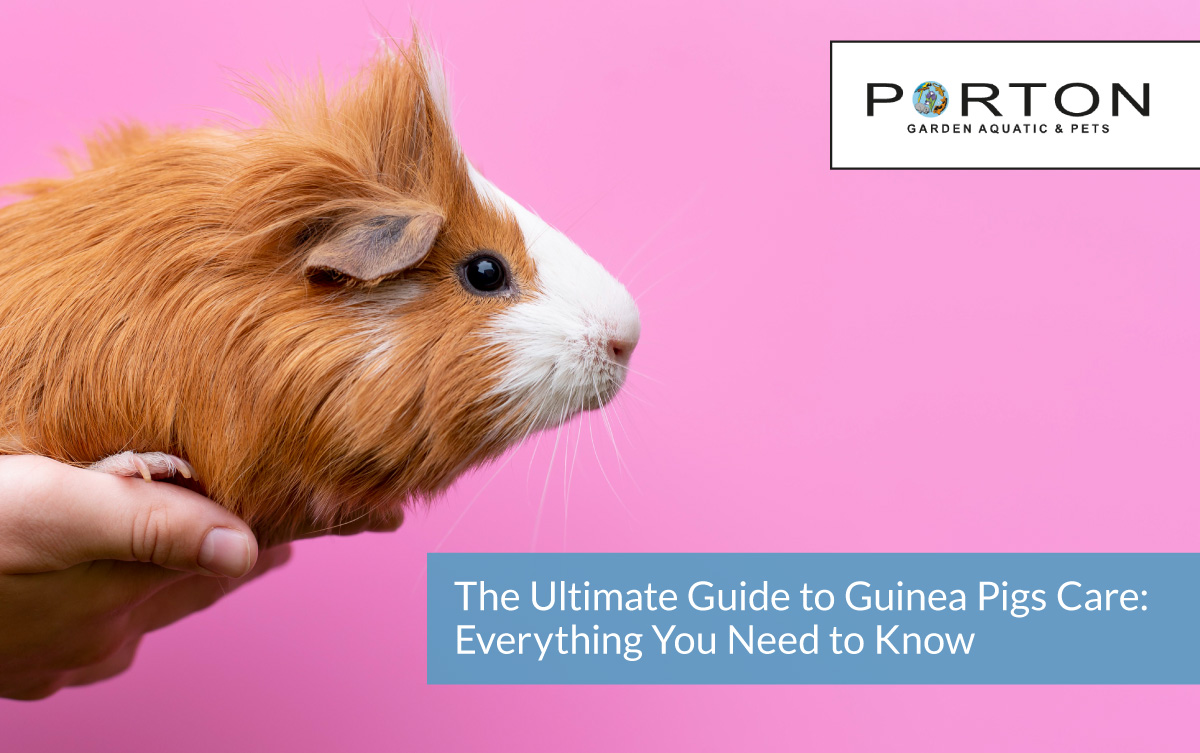 The Ultimate Guide to Guinea Pigs Care: Everything You Need to Know