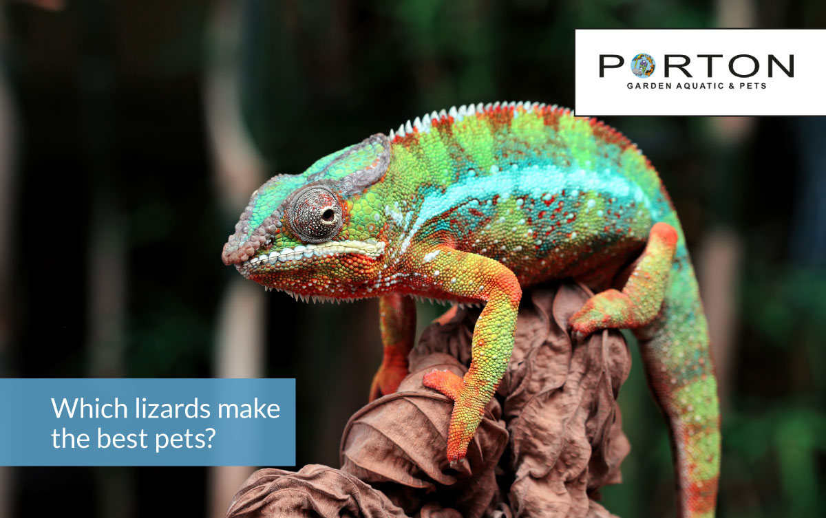 Which lizards make the best pets?