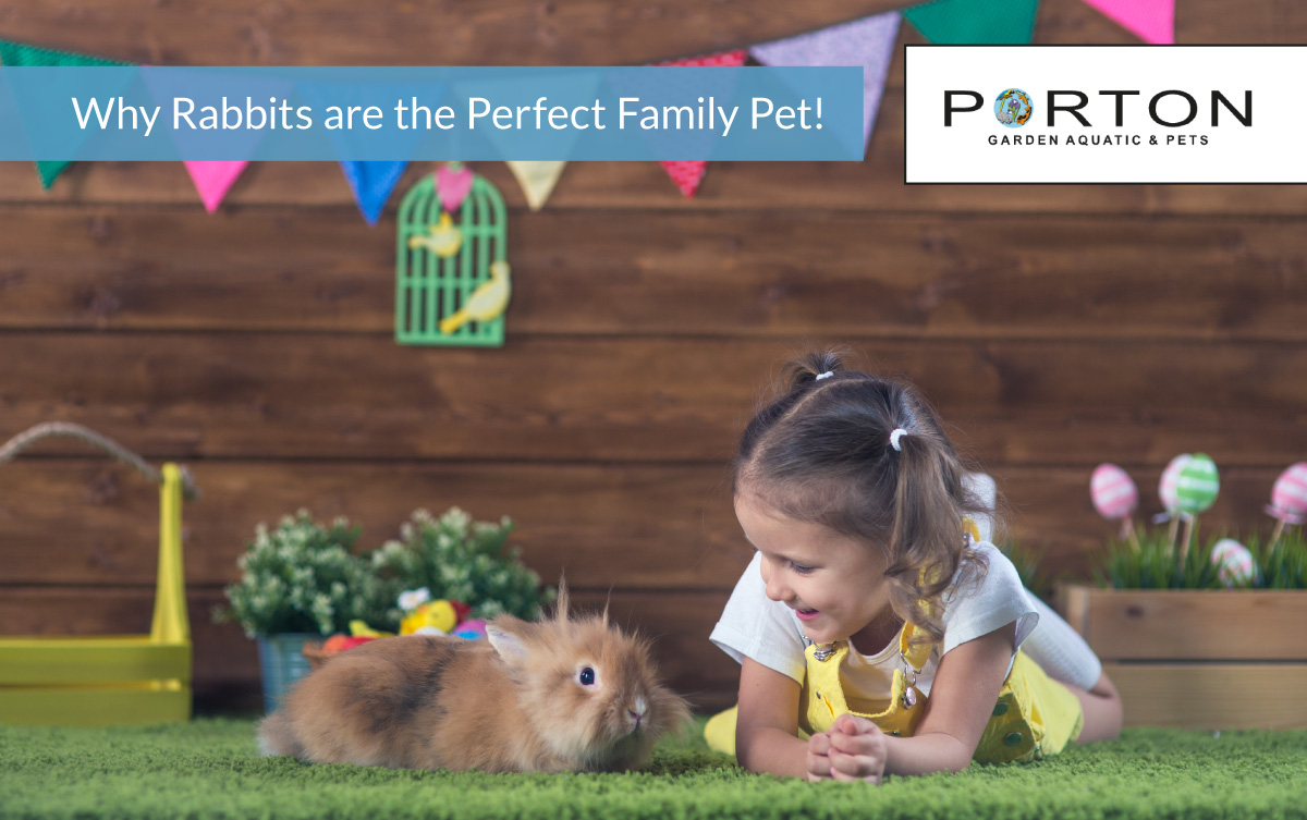 Discover Why Rabbits are the Perfect Family Pet!